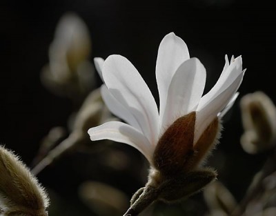 First Magnolias