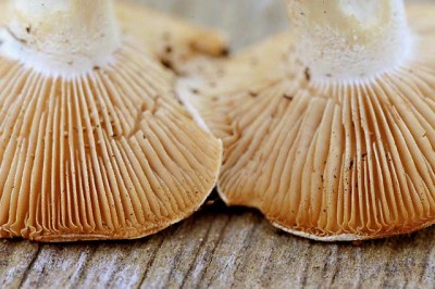 Mysterious Mushrooms