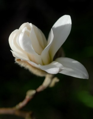 spring-launch-600