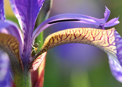 Macro Photography, Flower Pictures